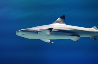 Shark Assaults on People Aren’t At all times What They Appear, Scientists Say
