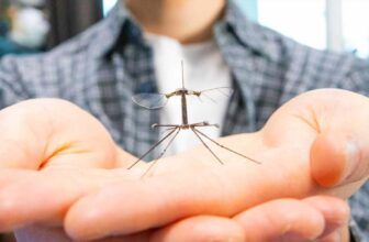 This Tiny Robotic Is Half Bee, Half Crane Fly—and It Lastly Has Strong Legs