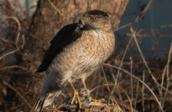 This Hawk Figured Out Site visitors Alerts to Ambush Its Prey