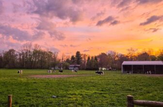 The Little Issues E-newsletter #467 – Life, laughter, and many nice meals!