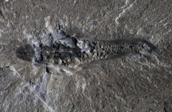 506-Million-Yr-Outdated ‘Mothra’ Fossil Reveals the Weirdness of Early Life