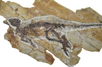 This Dinosaur In all probability Chirped Like a Chicken