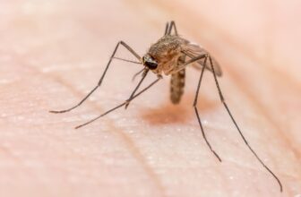 Lady Identified with Malaria in Washington Might Be State’s First Regionally Acquired Case