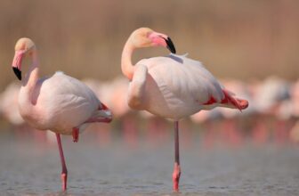 Flamingoes Can Sluggish Down Growing older—However Solely If They Embrace This Way of life