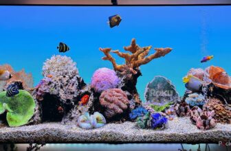 You do not want a brand new Roku; it’s worthwhile to clear the cache