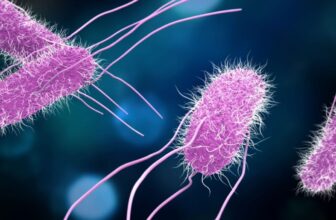 Scientists Are Testing a Vaccine for Meals Poisoning. It Cannot Come Quickly Sufficient